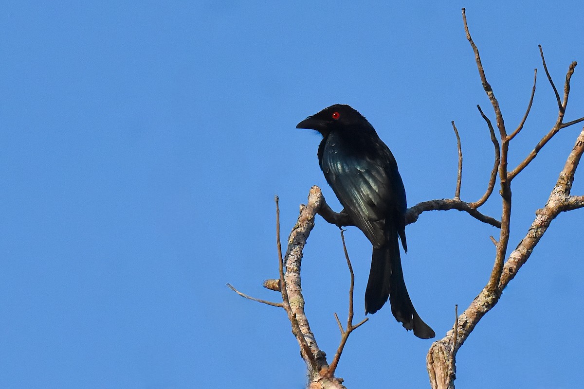 Drongo de Wallacea (sumbae) - ML636852055