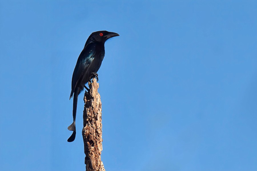 ウォーレスオウチュウ（sumbae） - eBird