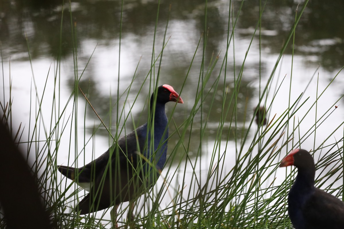 Australasian Swamphen - ML636852067