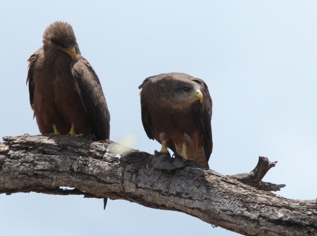 Black Kite (Yellow-billed) - ML636852074