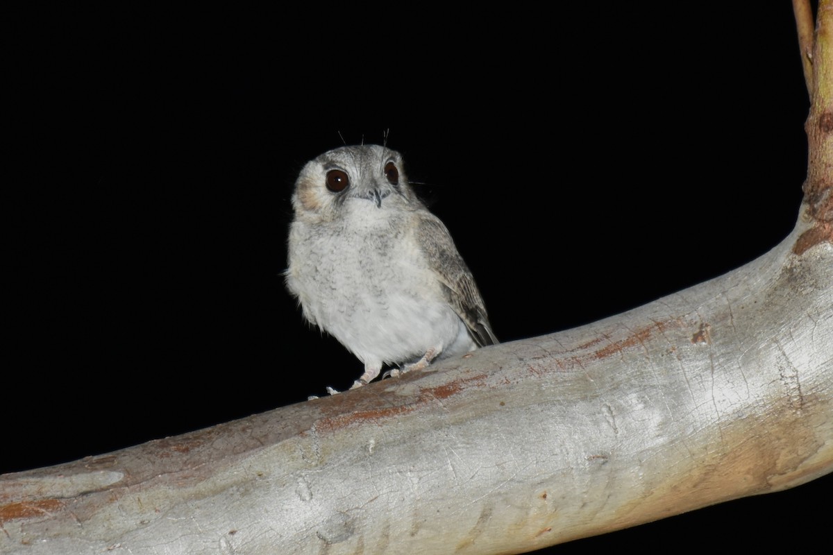 Australian Owlet-nightjar - ML636852092
