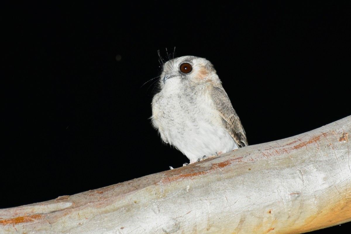 Australian Owlet-nightjar - ML636852093