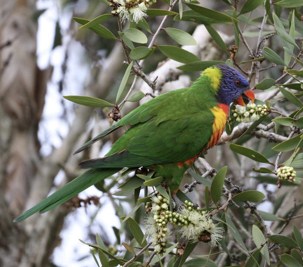 Rainbow Lorikeet - ML636852110