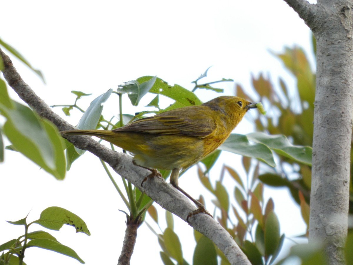Yellow Warbler - ML636852117