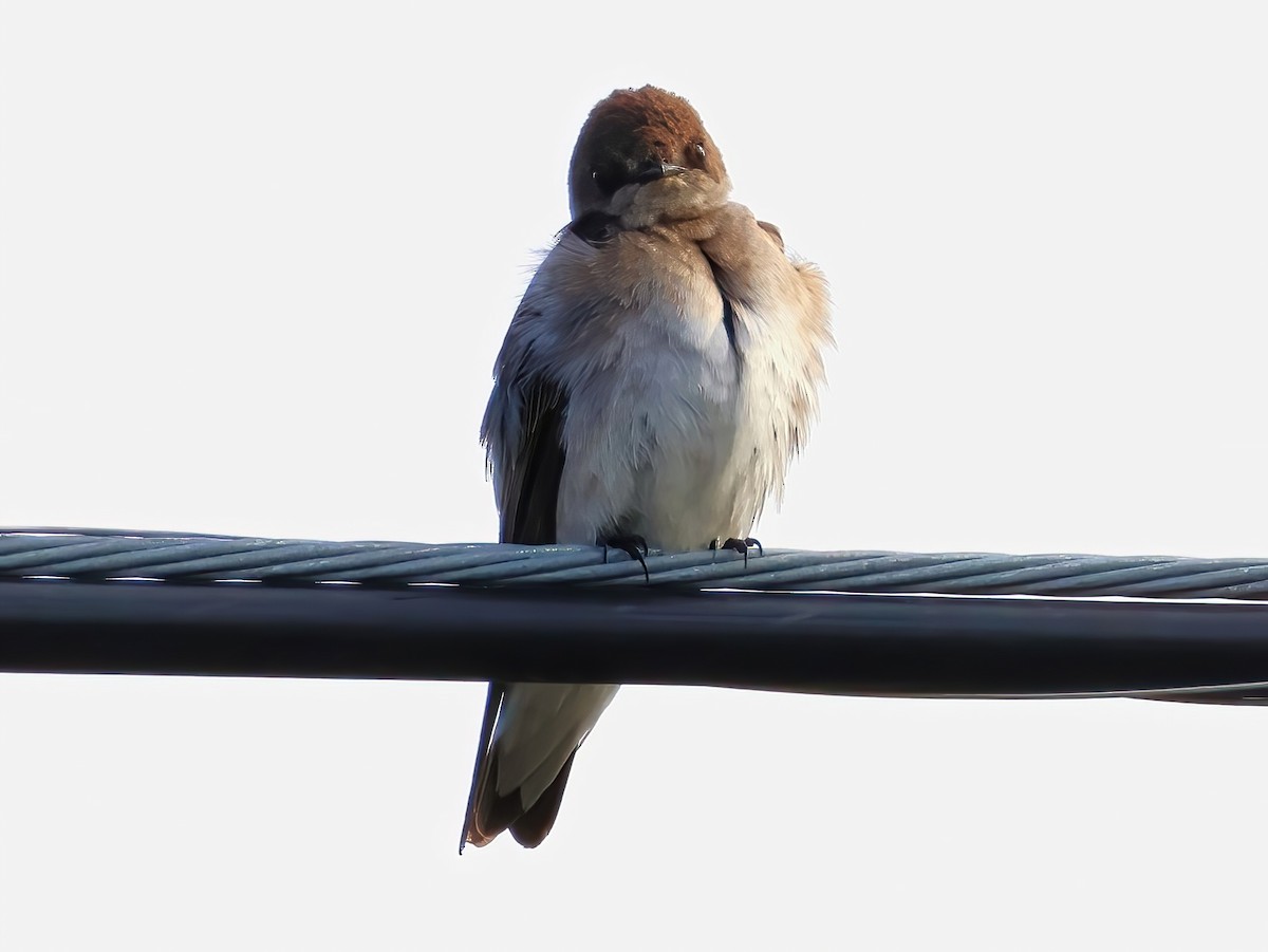 Northern Rough-winged Swallow - ML636852206