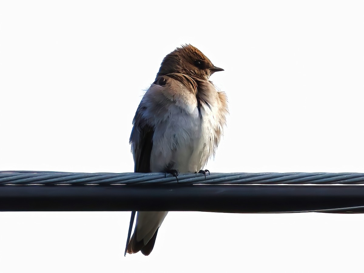 Northern Rough-winged Swallow - ML636852207
