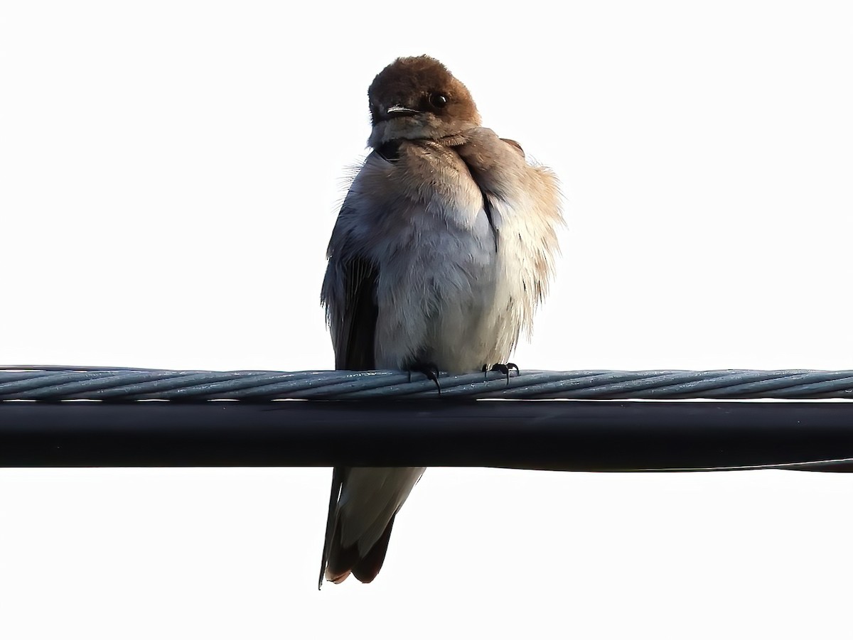Northern Rough-winged Swallow - ML636852208