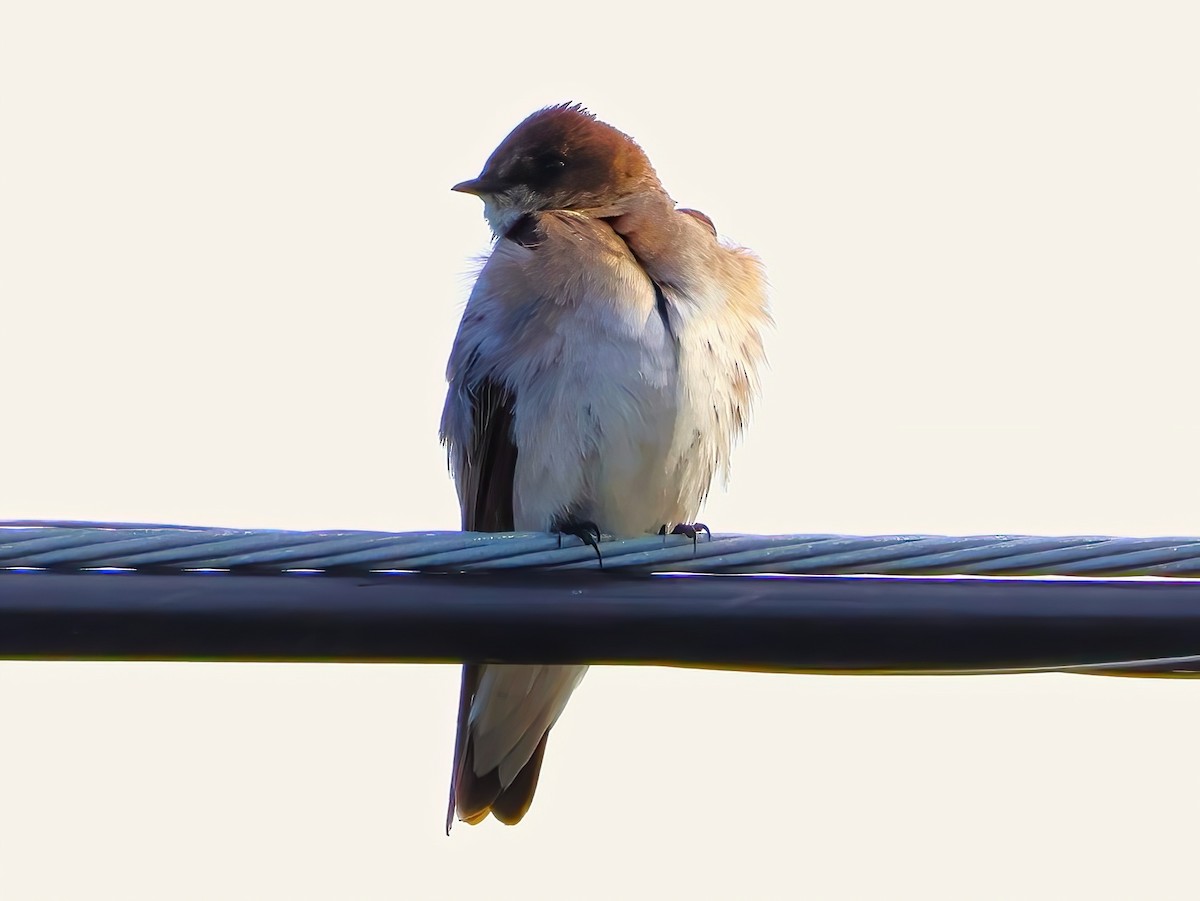 Northern Rough-winged Swallow - ML636852209