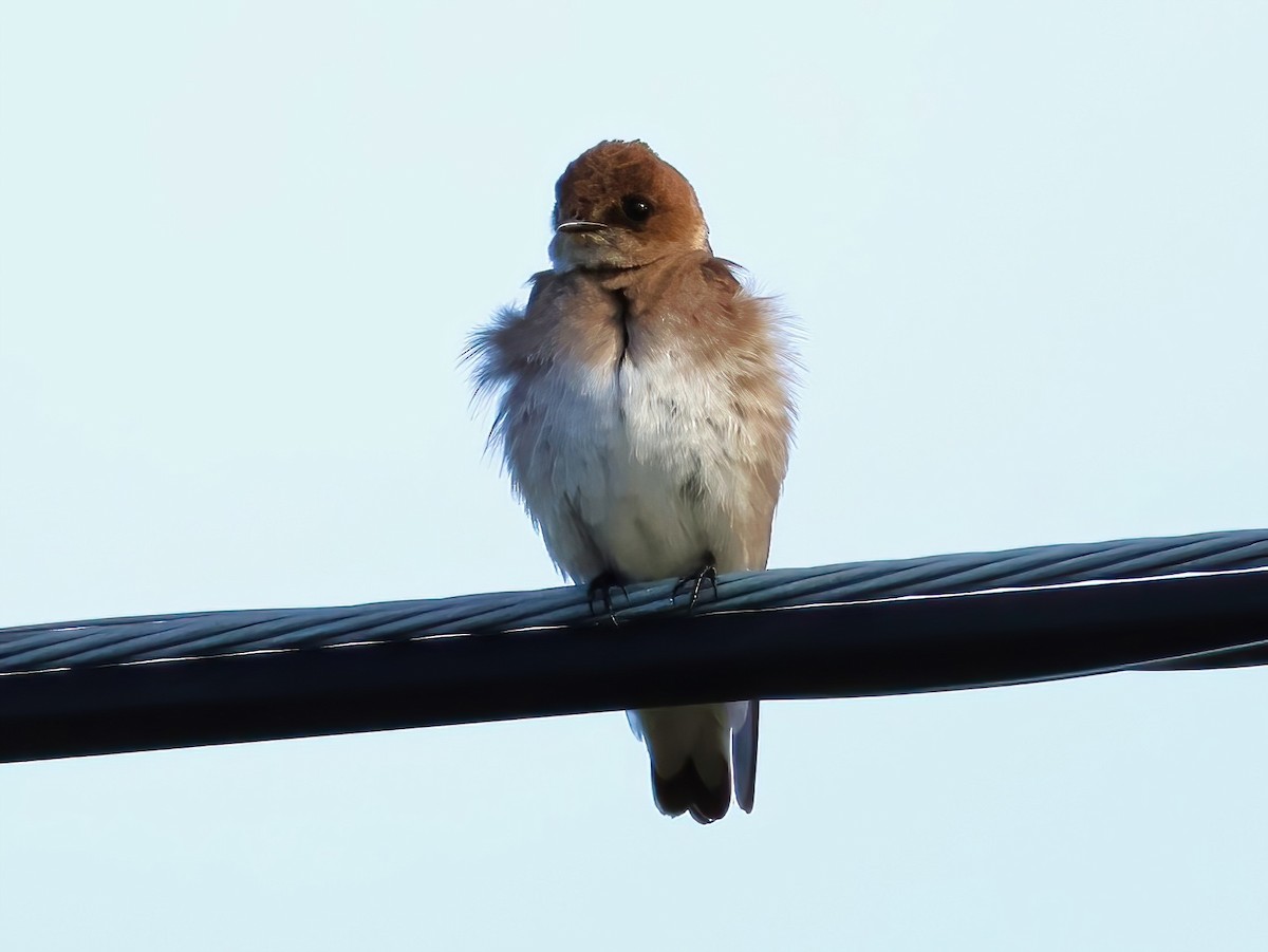 Northern Rough-winged Swallow - ML636852210