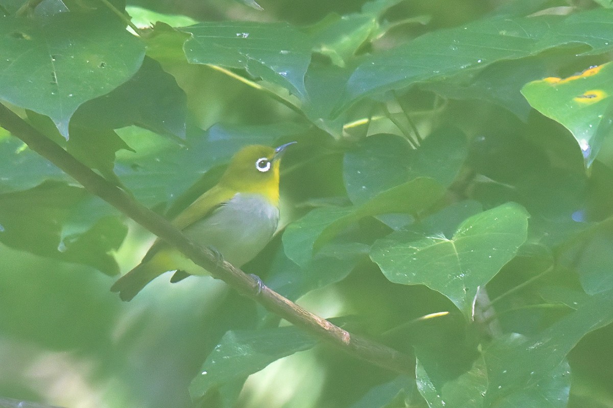 Ashy-bellied White-eye (Ashy-bellied) - ML636852227