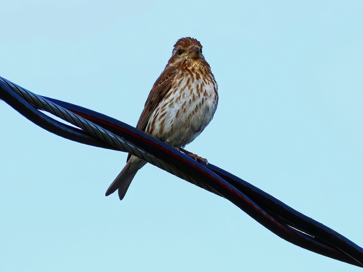 Purple Finch - ML636852239