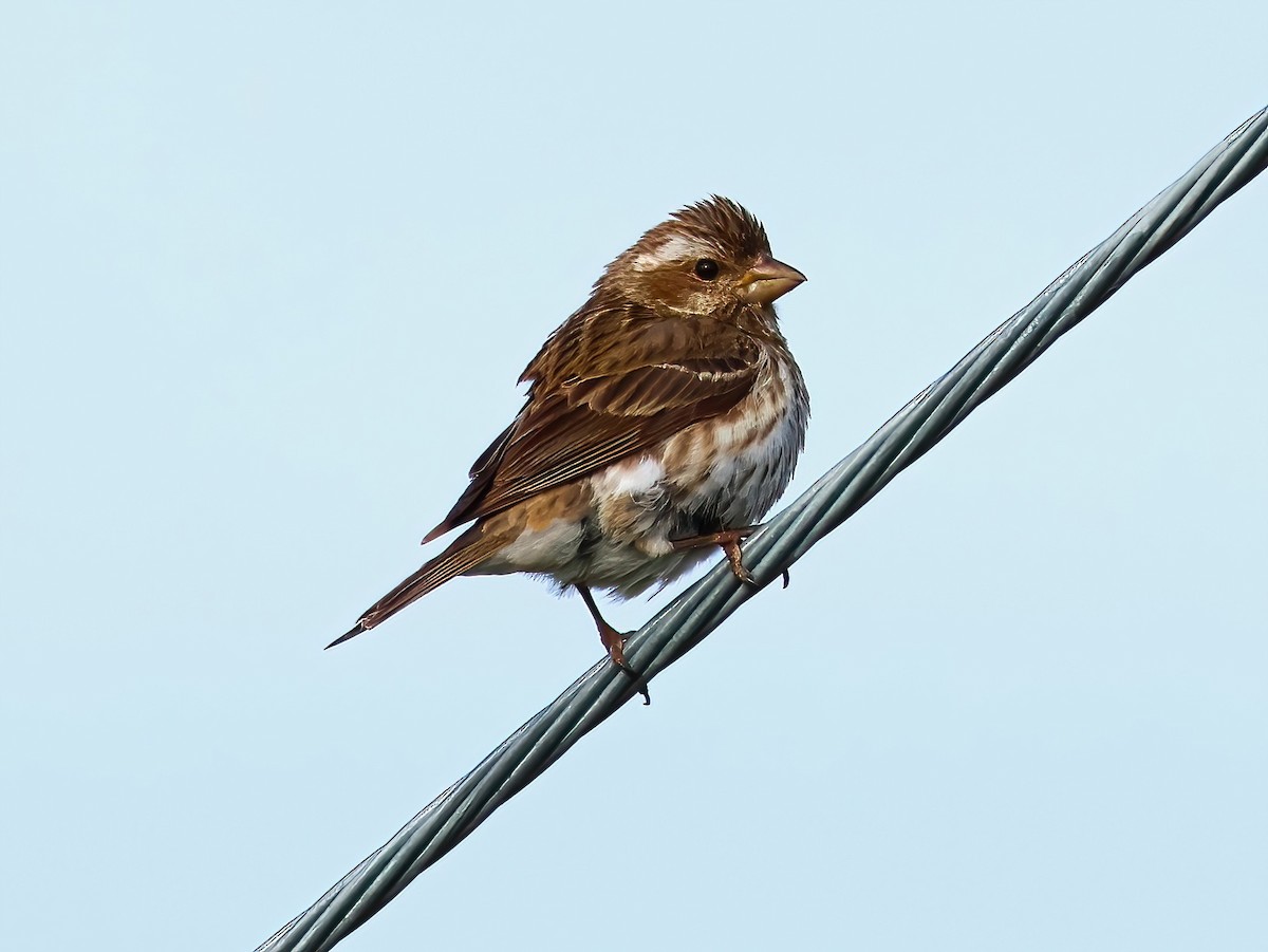 Purple Finch - ML636852240