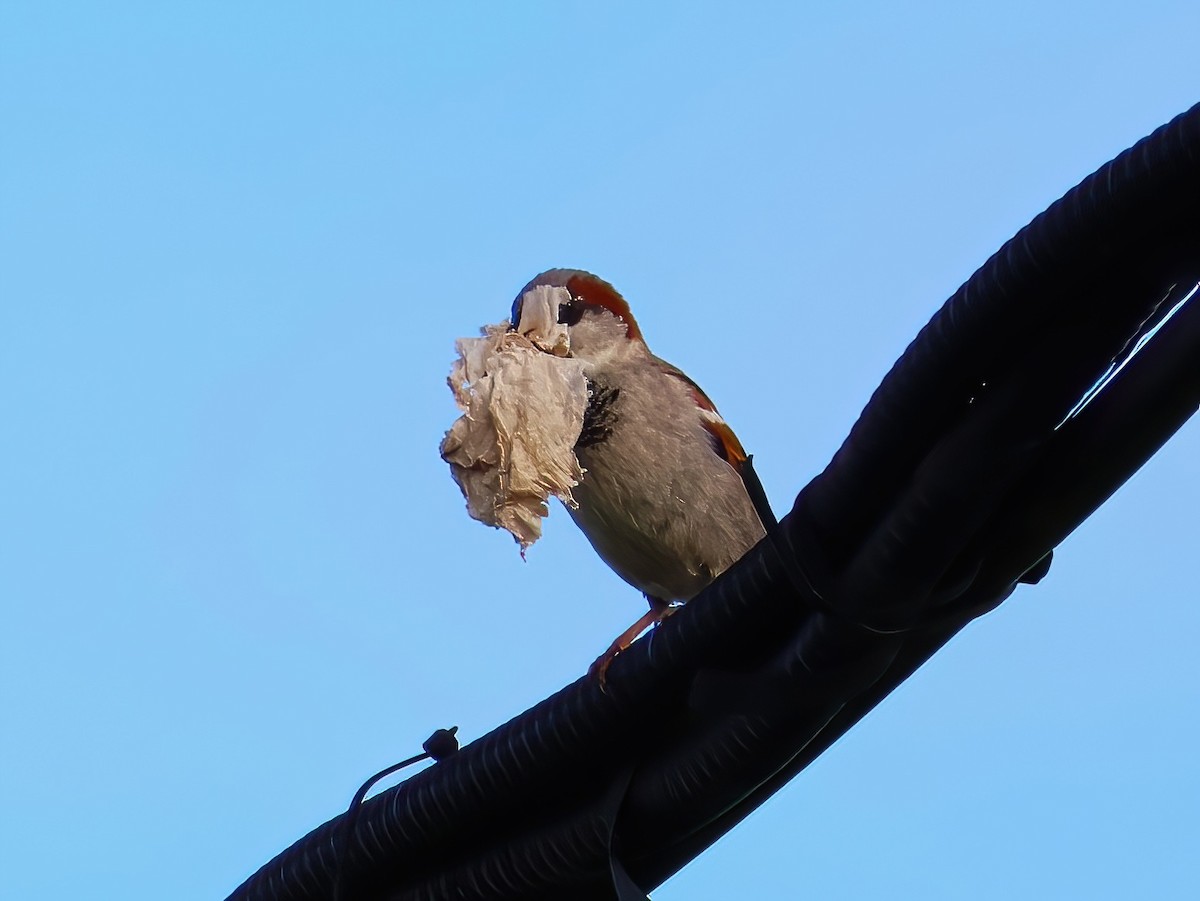 House Sparrow - ML636852259