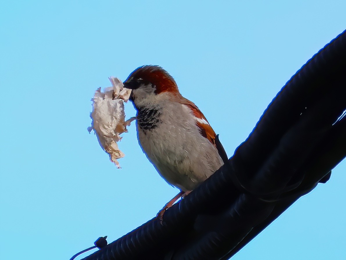 House Sparrow - ML636852260