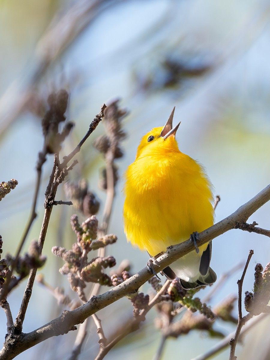 Prothonotary Warbler - ML636852309