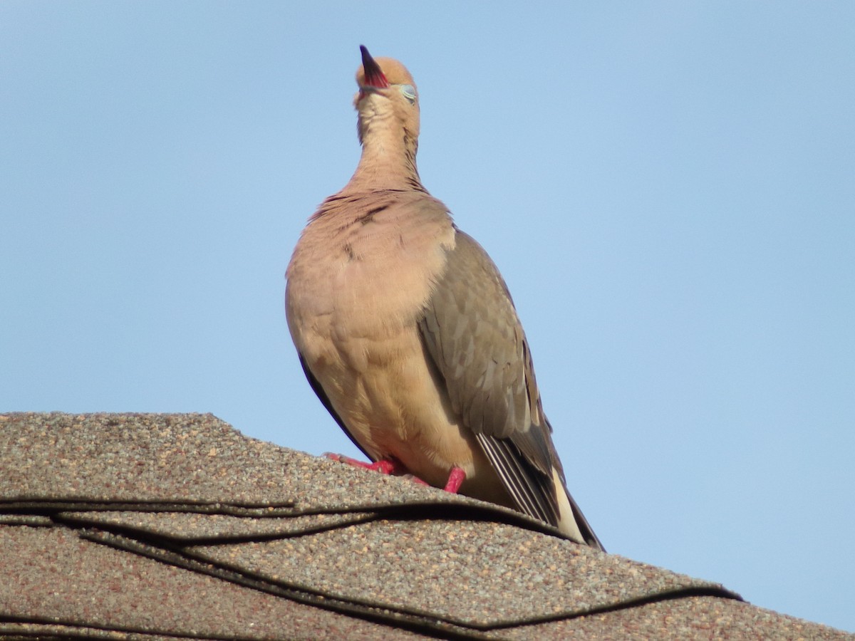 Mourning Dove - ML636852331