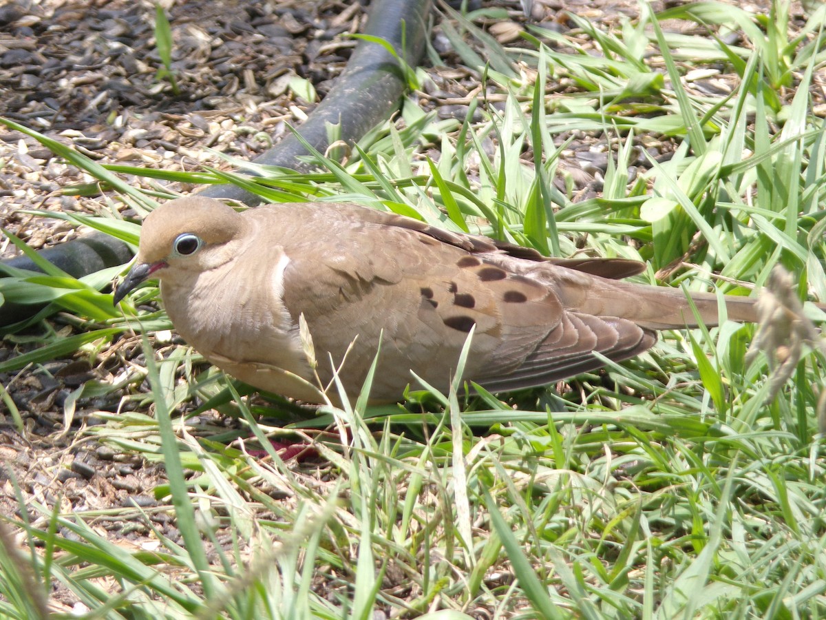 Mourning Dove - ML636852332