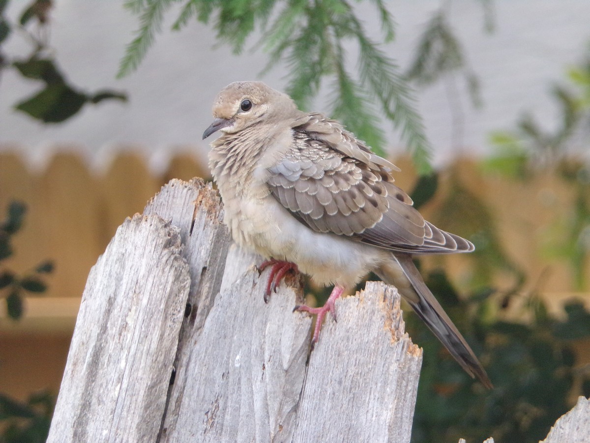 Mourning Dove - ML636852334