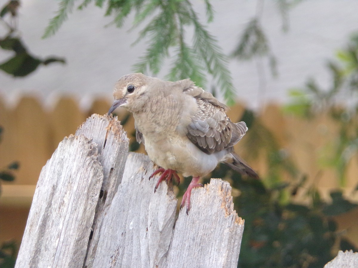 Mourning Dove - ML636852335