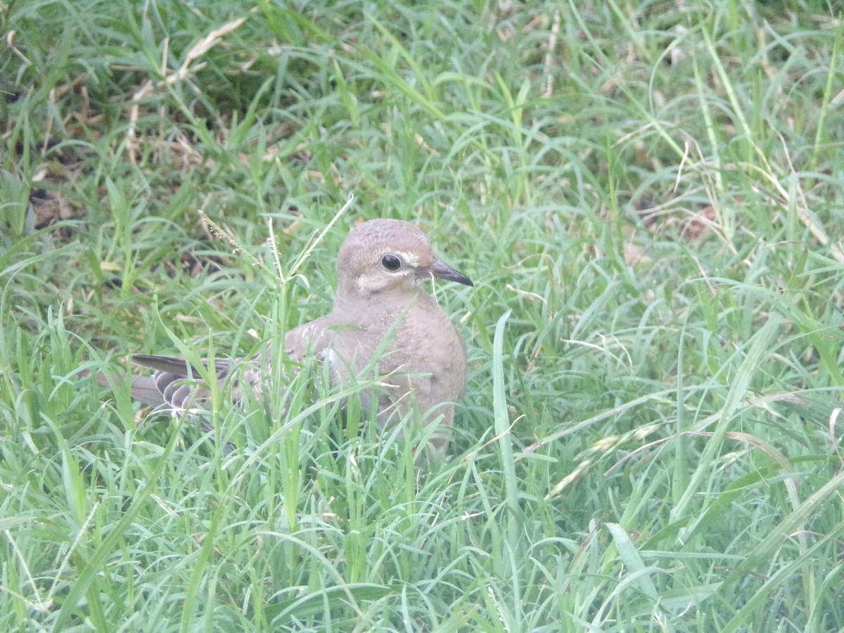 Mourning Dove - ML636852336