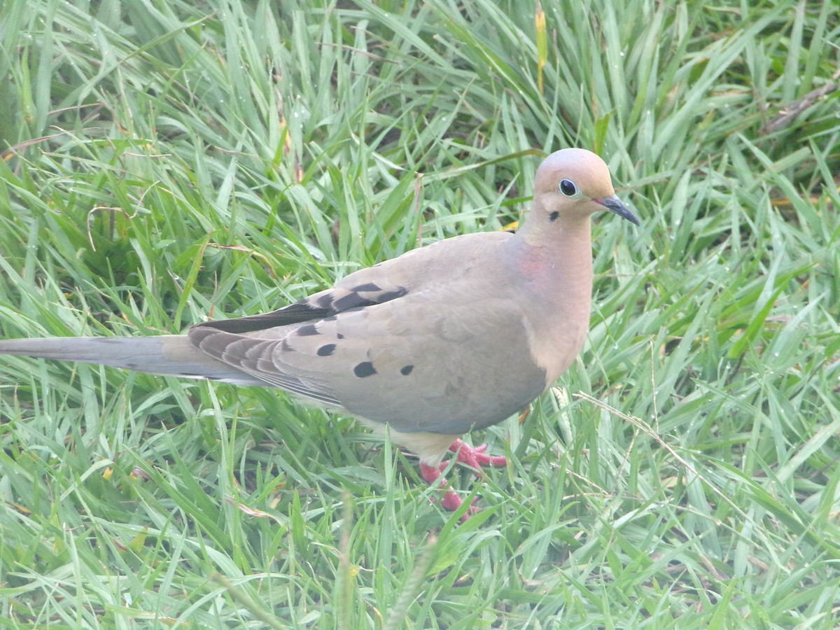 Mourning Dove - ML636852337