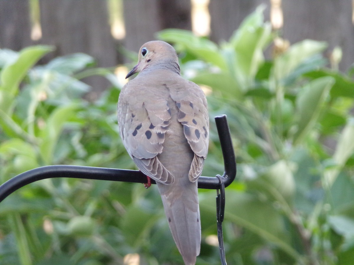 Mourning Dove - ML636852338