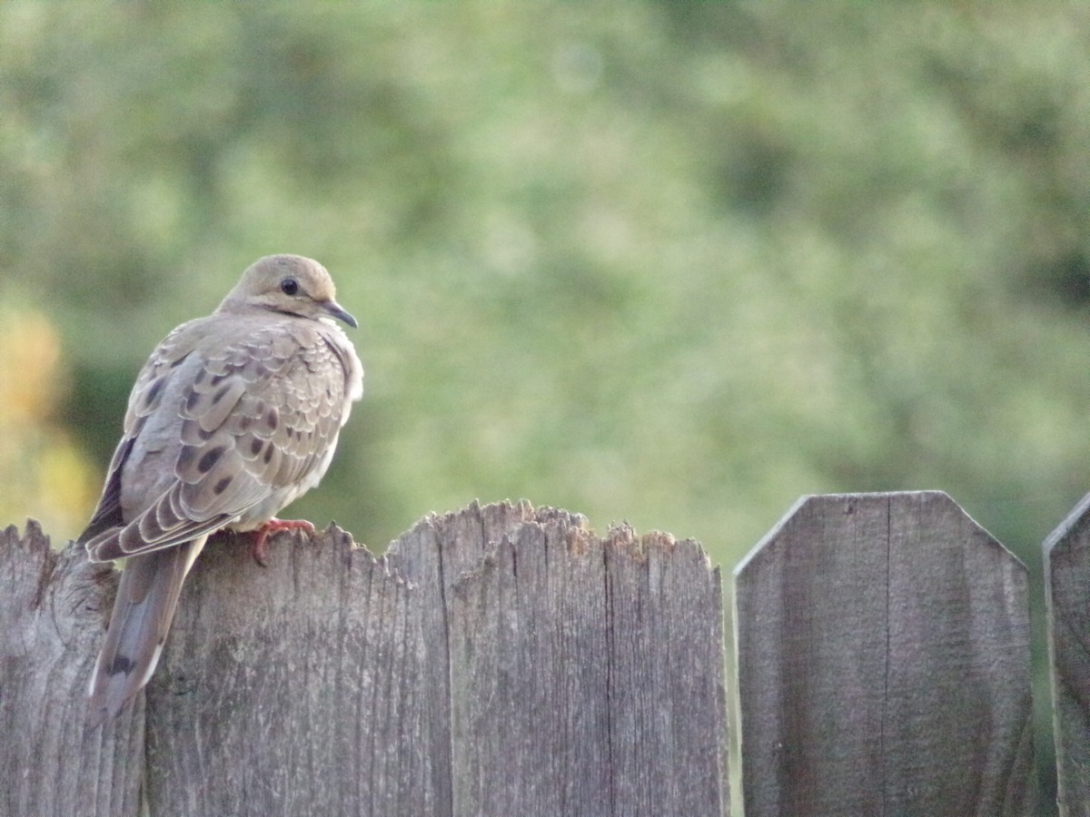 Mourning Dove - ML636852339