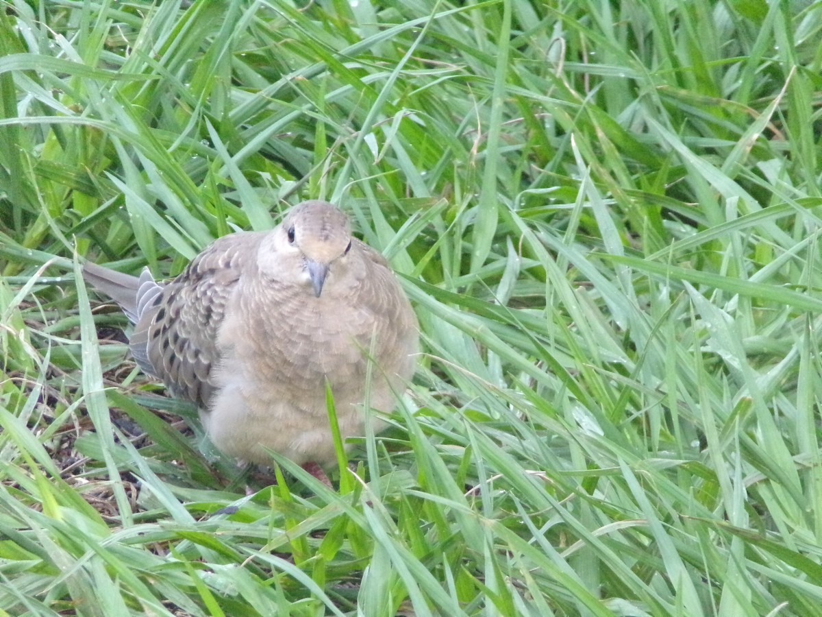 Mourning Dove - ML636852340