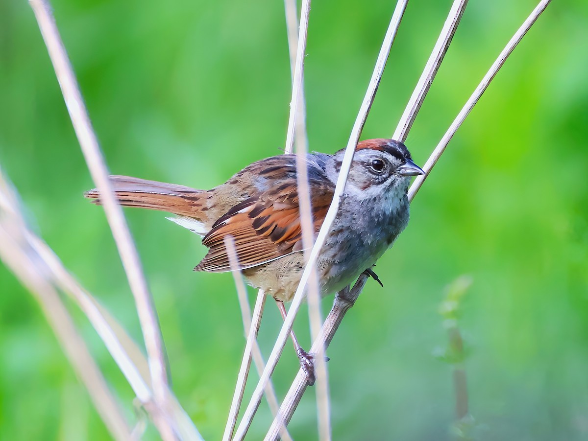 Swamp Sparrow - ML636852347