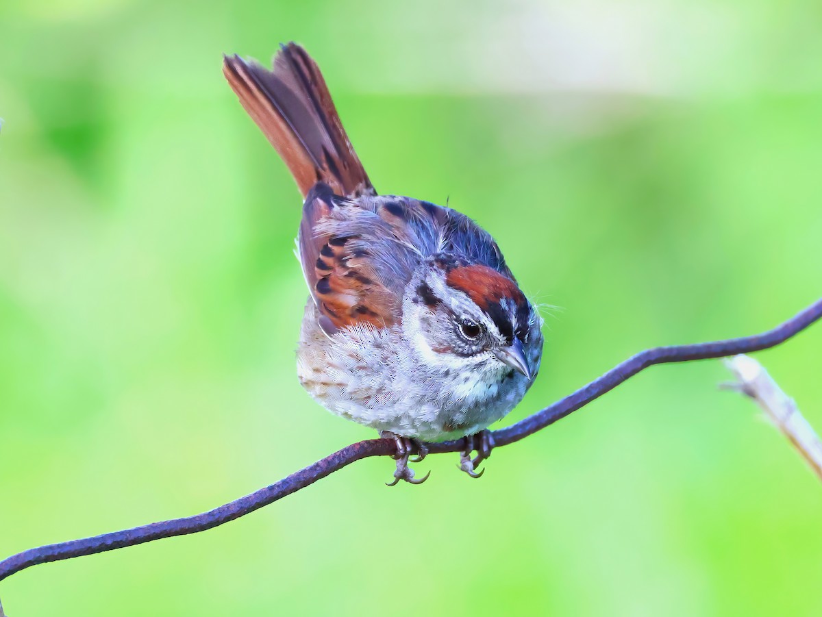 Swamp Sparrow - ML636852348