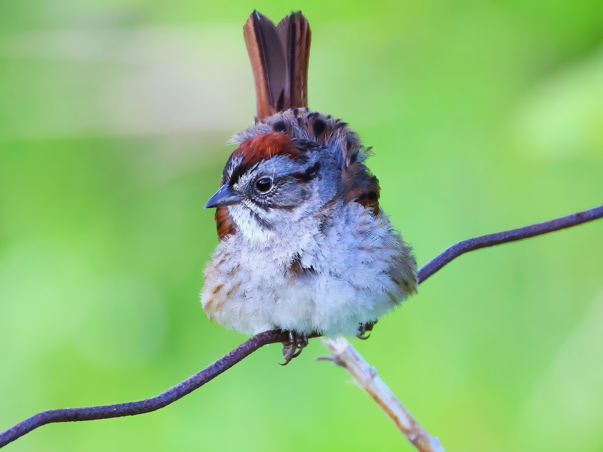 Swamp Sparrow - ML636852349