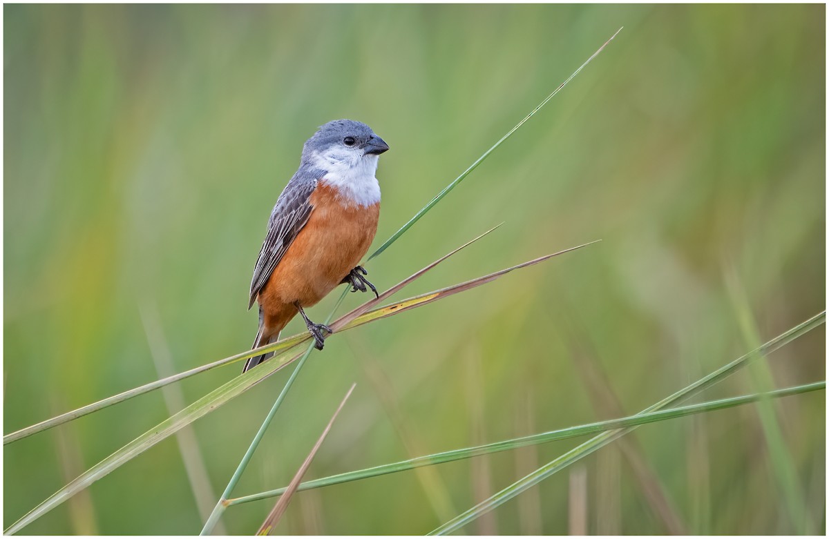 Marsh Seedeater - ML636852365
