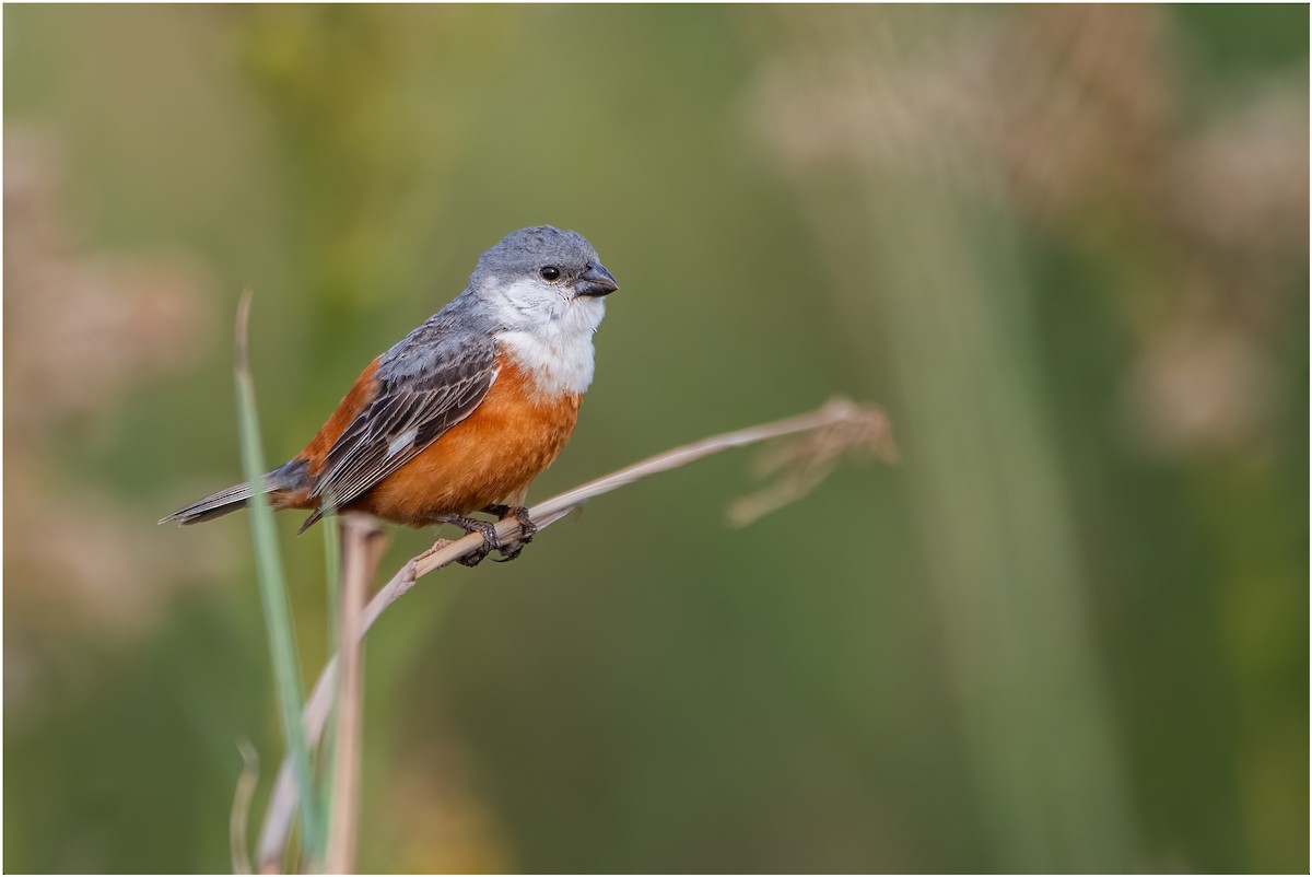 Marsh Seedeater - ML636852367