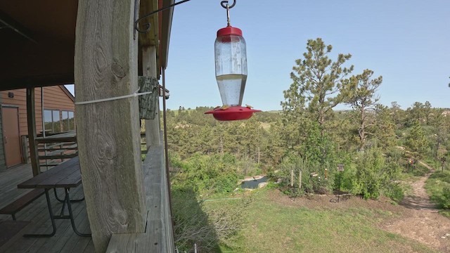 Black-chinned Hummingbird - ML636852369