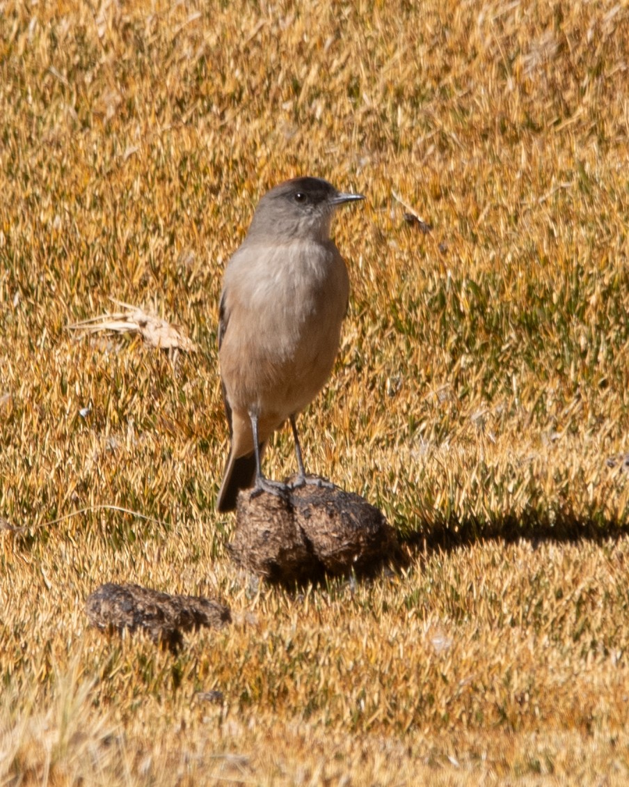 Cinnamon-bellied Ground-Tyrant - ML636852373