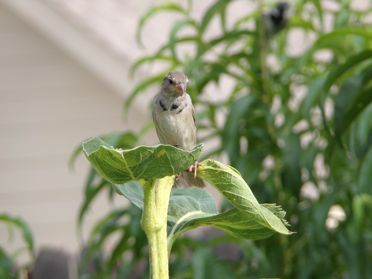 House Sparrow - ML636852488