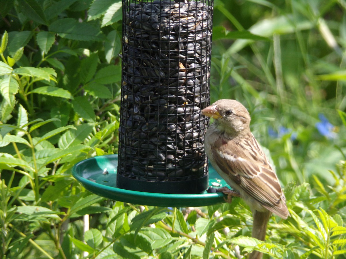 House Sparrow - ML636852489