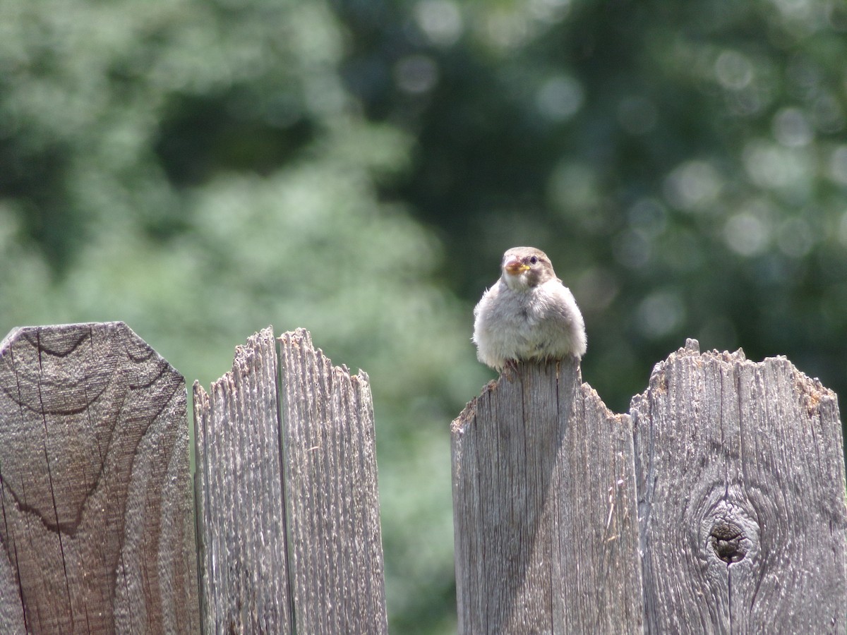 House Sparrow - ML636852490