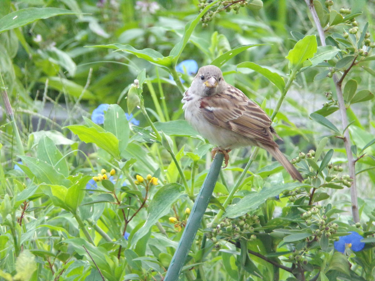 House Sparrow - ML636852491