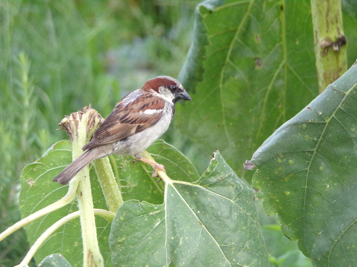 House Sparrow - ML636852492