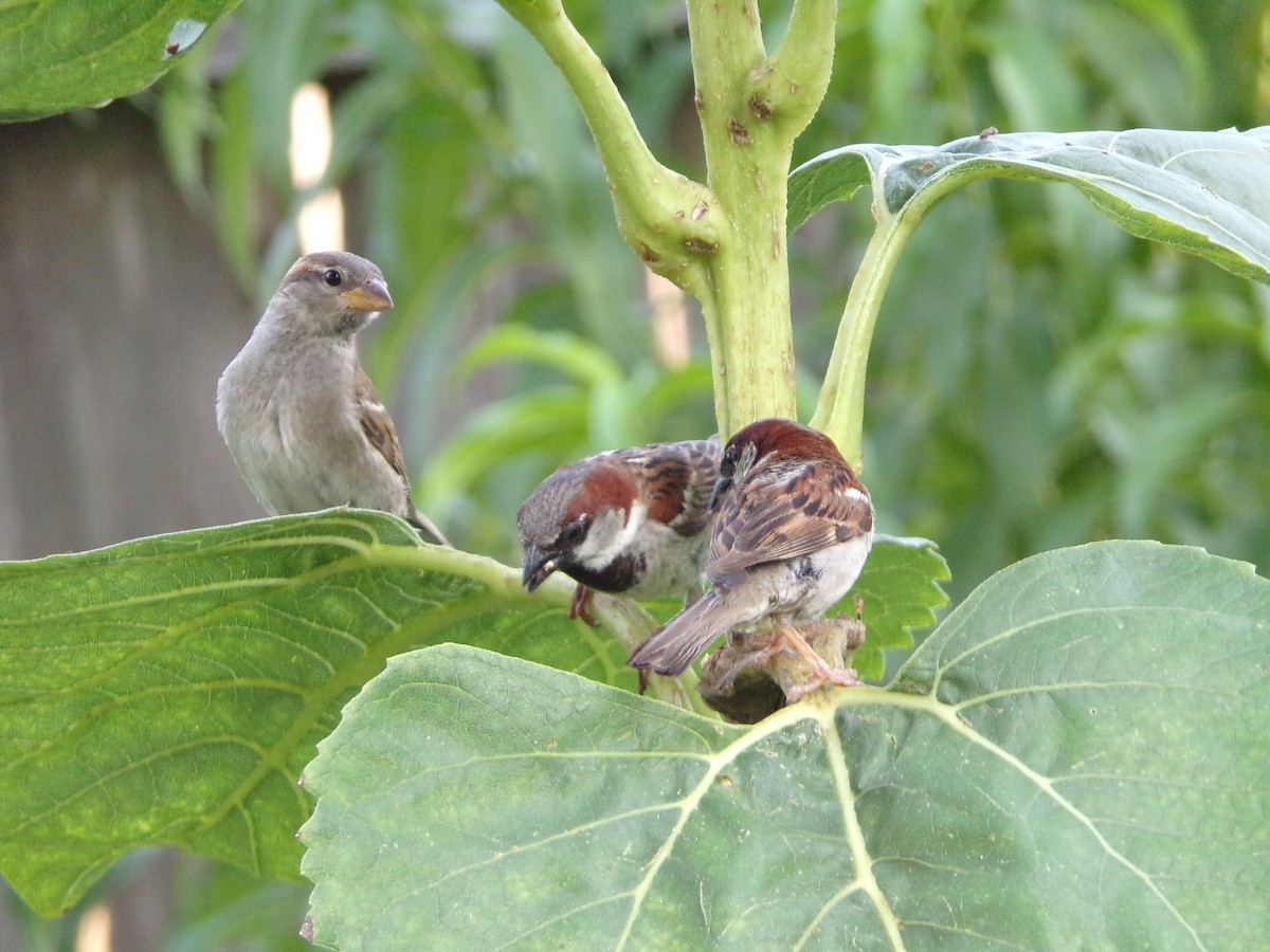 House Sparrow - ML636852493