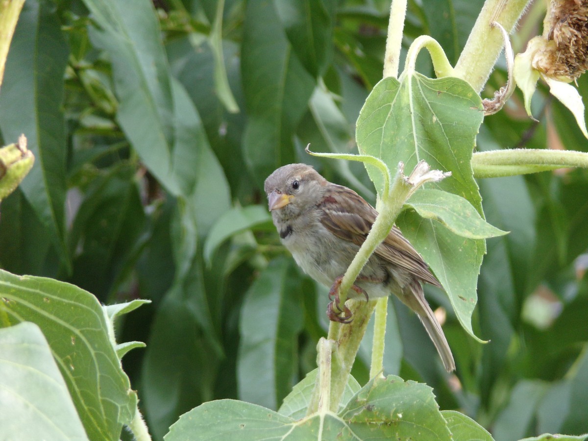 House Sparrow - ML636852494