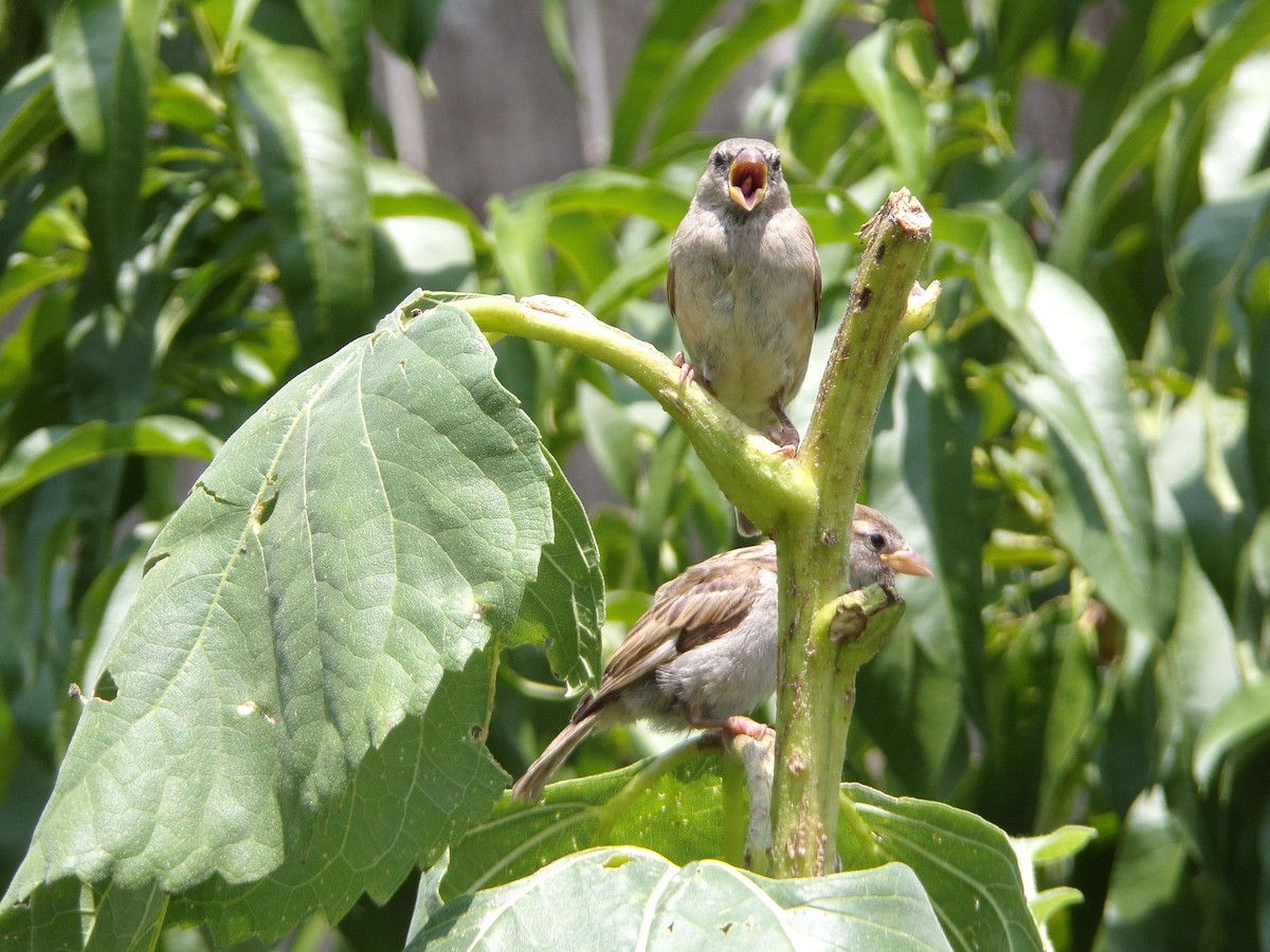 House Sparrow - ML636852495