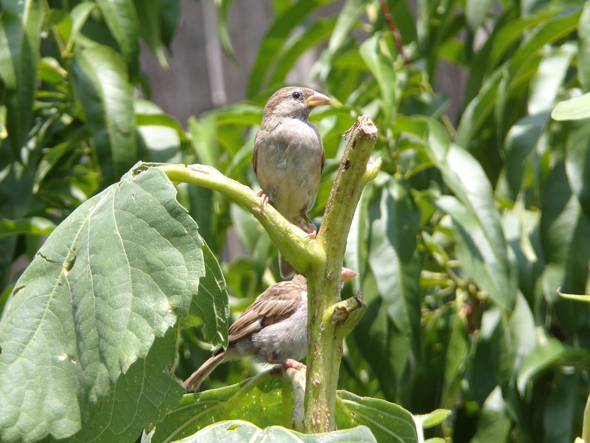 House Sparrow - ML636852496