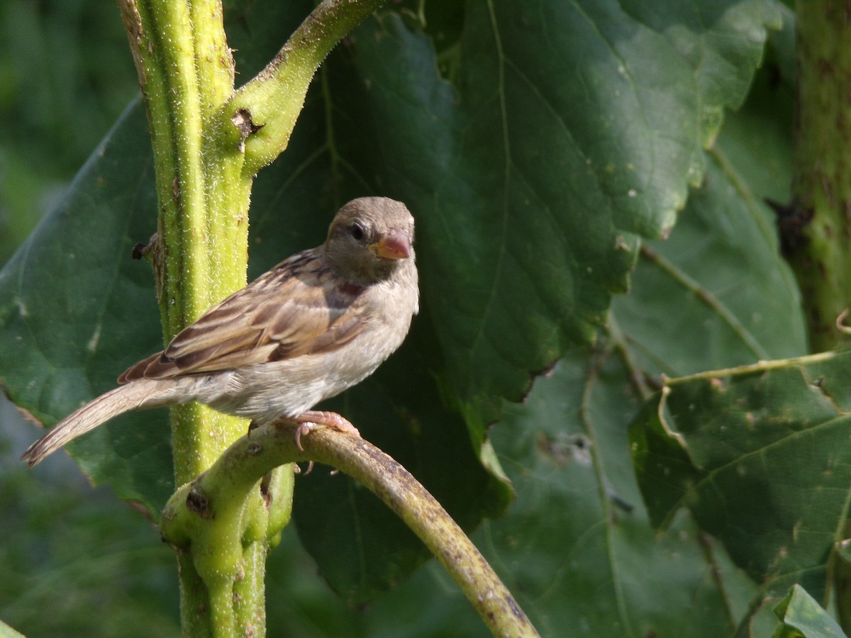 House Sparrow - ML636852497