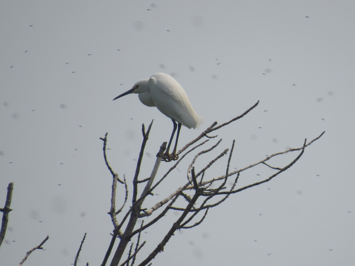 Snowy Egret - ML636852578