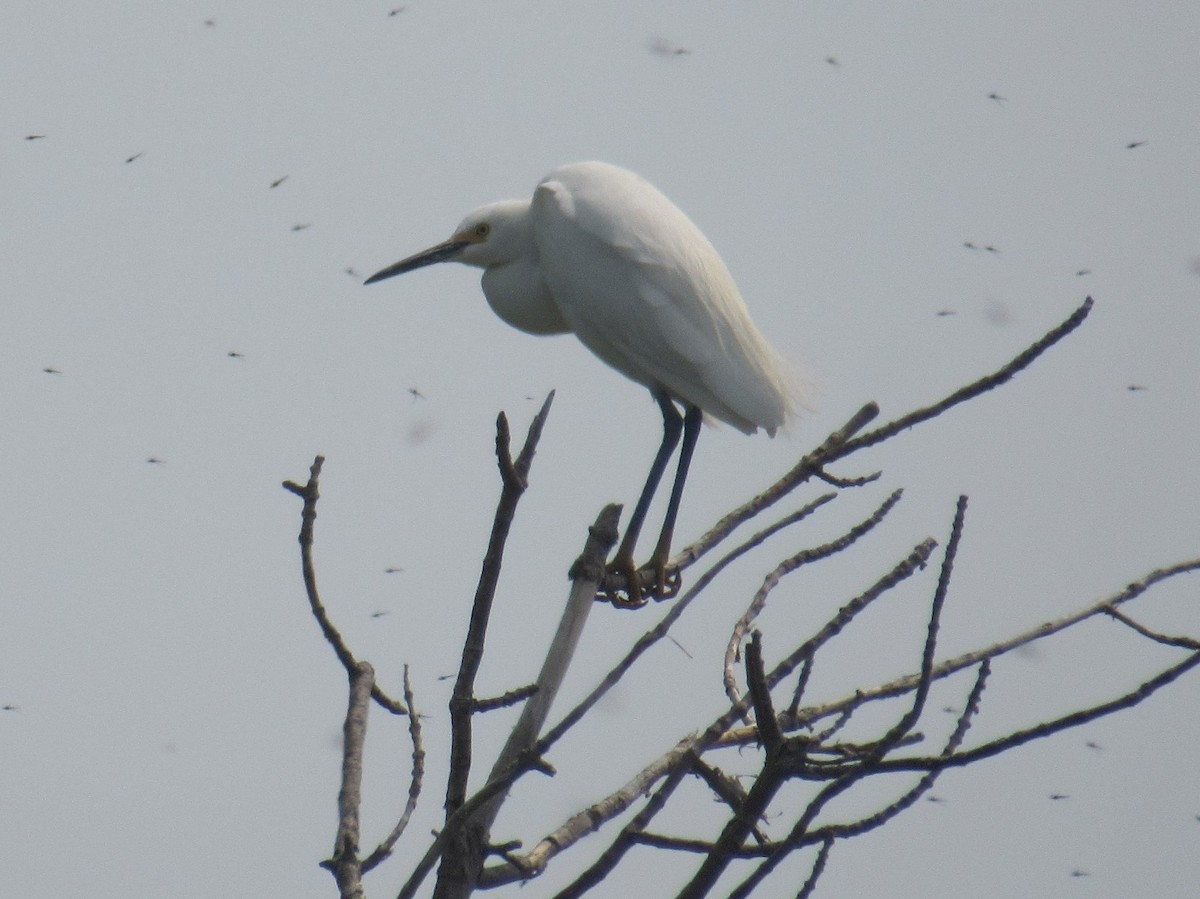 Snowy Egret - ML636852588