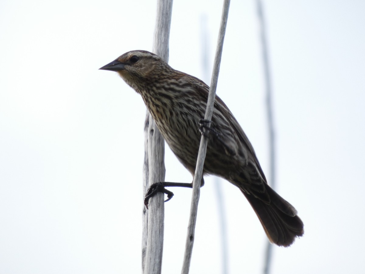 Red-winged Blackbird - ML636852638
