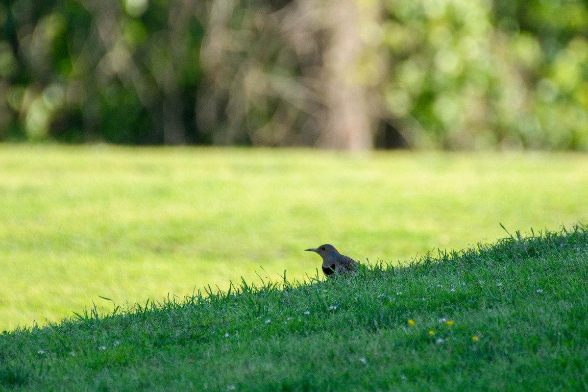 Northern Flicker - ML636852722