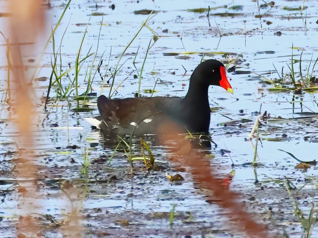 Common Gallinule - ML636852794